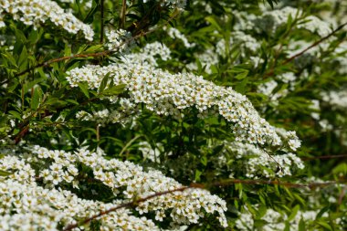Çiçekli spirea çalısı. Bahar geldi. Spirea çiçeği.