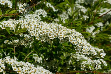 Çiçekli spirea çalısı. Bahar geldi. Spirea çiçeği.