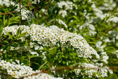 Çiçekli spirea çalısı. Bahar geldi. Spirea çiçeği.