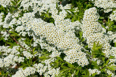 Çiçekli spirea çalısı. Bahar geldi. Spirea çiçeği.