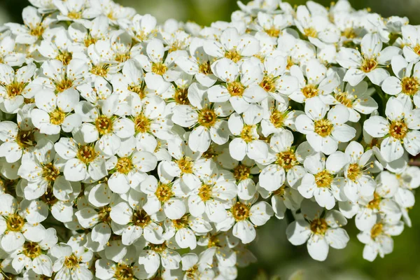 Çiçekli spirea çalısı. Bahar geldi. Spirea çiçeği.