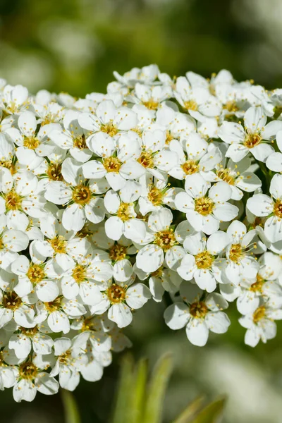 Blommande Buske Spirea Det Vår Kryddblomma — Stockfoto