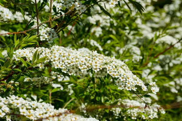 Arbusto Florescente Spirea Hora Primavera Flor Spirea — Fotografia de Stock
