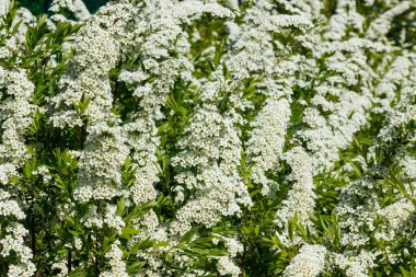 Çiçekli spirea çalısı. Bahar geldi. Spirea çiçeği.