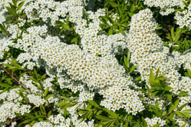 Çiçekli spirea çalısı. Bahar geldi. Spirea çiçeği.