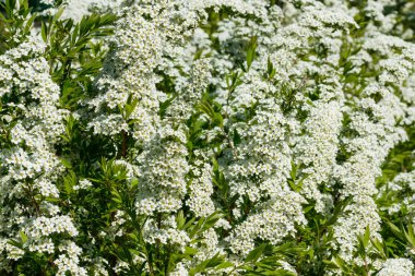 Çiçekli spirea çalısı. Bahar geldi. Spirea çiçeği.