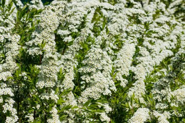 Çiçekli spirea çalısı. Bahar geldi. Spirea çiçeği.