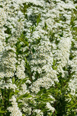 Çiçekli spirea çalısı. Bahar geldi. Spirea çiçeği.