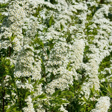 Çiçekli spirea çalısı. Bahar geldi. Spirea çiçeği.