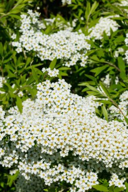 Çiçekli spirea çalısı. Bahar geldi. Spirea çiçeği.