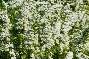 Çiçekli spirea çalısı. Bahar geldi. Spirea çiçeği.