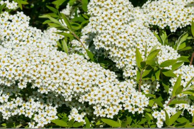 Çiçekli spirea çalısı. Bahar geldi. Spirea çiçeği.