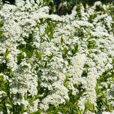 Çiçekli spirea çalısı. Bahar geldi. Spirea çiçeği.