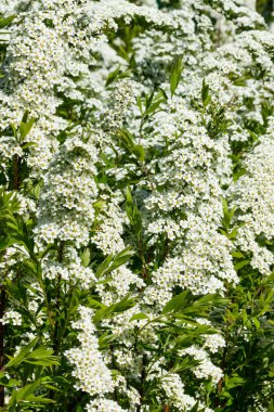 Çiçekli spirea çalısı. Bahar geldi. Spirea çiçeği.