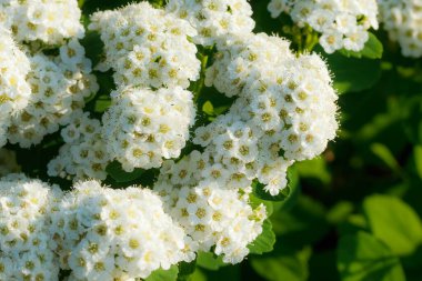 Çiçekli spirea çalısı. Bahar geldi. Spirea çiçeği.