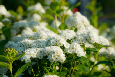 Çiçekli spirea çalısı. Bahar geldi. Spirea çiçeği.