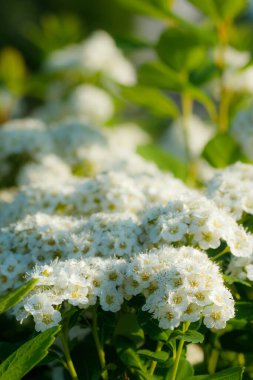 Çiçekli spirea çalısı. Bahar geldi. Spirea çiçeği.