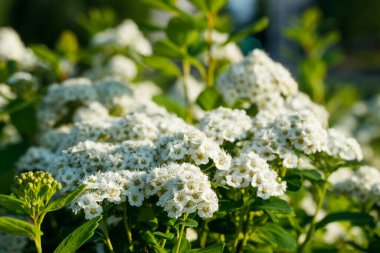 Çiçekli spirea çalısı. Bahar geldi. Spirea çiçeği.