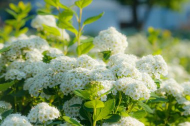 Çiçekli spirea çalısı. Bahar geldi. Spirea çiçeği.