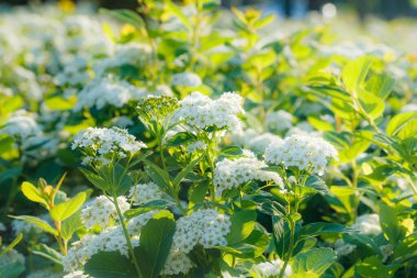 Çiçekli spirea çalısı. Bahar geldi. Spirea çiçeği.