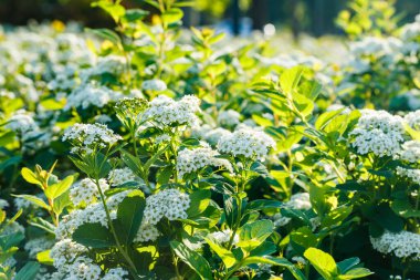 Çiçekli spirea çalısı. Bahar geldi. Spirea çiçeği.
