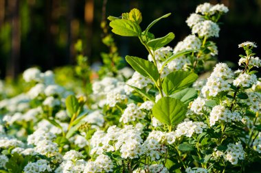 Çiçekli spirea çalısı. Bahar geldi. Spirea çiçeği.