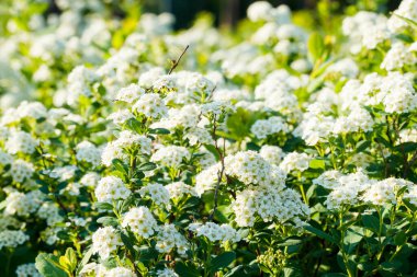 Çiçekli spirea çalısı. Bahar geldi. Spirea çiçeği.