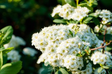 Çiçekli spirea çalısı. Bahar geldi. Spirea çiçeği.