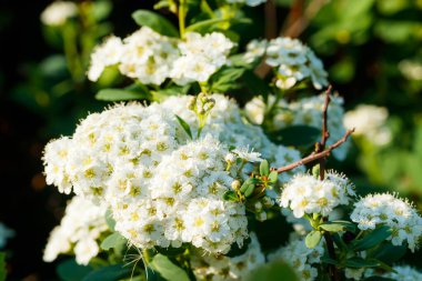Çiçekli spirea çalısı. Bahar geldi. Spirea çiçeği.