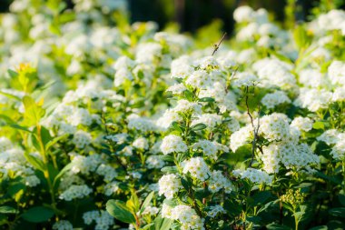 Çiçekli spirea çalısı. Bahar geldi. Spirea çiçeği.