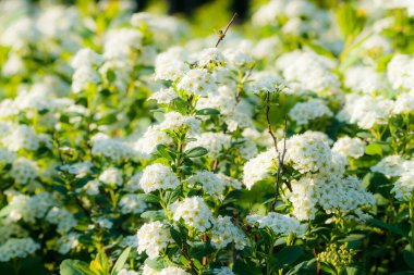 Çiçekli spirea çalısı. Bahar geldi. Spirea çiçeği.