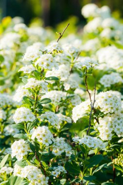 Çiçekli spirea çalısı. Bahar geldi. Spirea çiçeği.