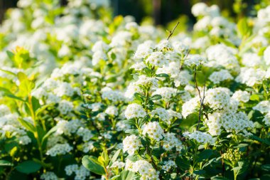 Çiçekli spirea çalısı. Bahar geldi. Spirea çiçeği.