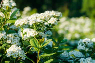 Çiçekli spirea çalısı. Bahar geldi. Spirea çiçeği.