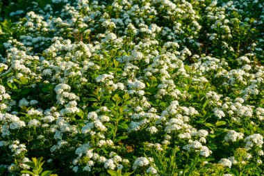 Çiçekli spirea çalısı. Bahar geldi. Spirea çiçeği.