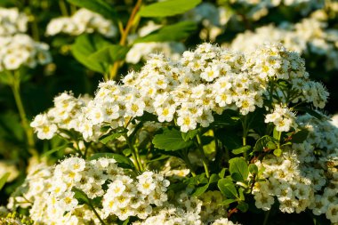 Çiçekli spirea çalısı. Bahar geldi. Spirea çiçeği.