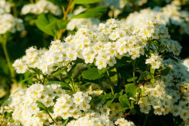 Çiçekli spirea çalısı. Bahar geldi. Spirea çiçeği.