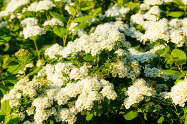 Çiçekli spirea çalısı. Bahar geldi. Spirea çiçeği.