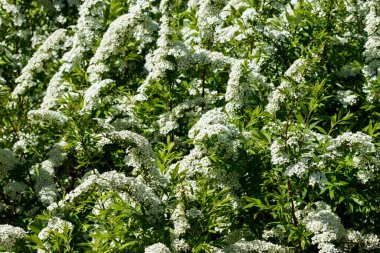 Çiçekli spirea çalısı. Bahar geldi. Spirea çiçeği.