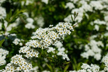 Çiçekli spirea çalısı. Bahar geldi. Spirea çiçeği.