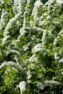 Çiçekli spirea çalısı. Bahar geldi. Spirea çiçeği.