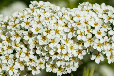 Çiçekli spirea çalısı. Bahar geldi. Spirea çiçeği.