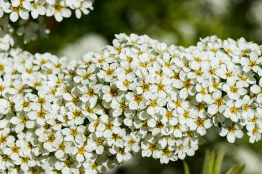 Çiçekli spirea çalısı. Bahar geldi. Spirea çiçeği.