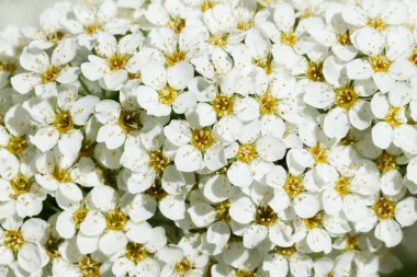 Çiçekli spirea çalısı. Bahar geldi. Spirea çiçeği.