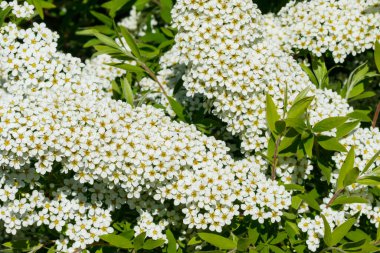 Çiçekli spirea çalısı. Bahar geldi. Spirea çiçeği.