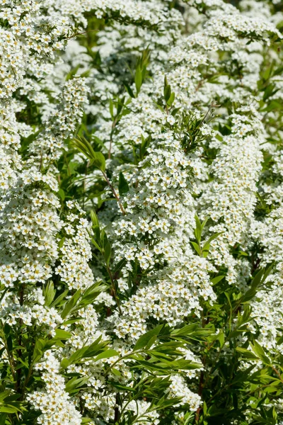 Spirea Virágzó Bokra Tavasz Van Spirea Virág — Stock Fotó