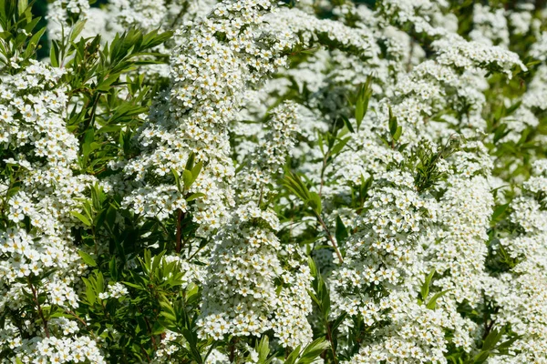 Çiçekli spirea çalısı. Bahar geldi. Spirea çiçeği.