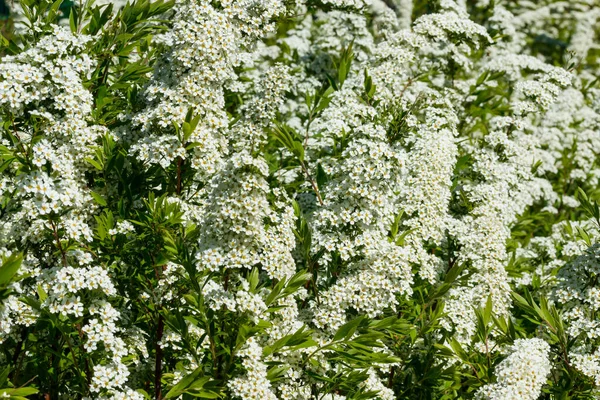 Çiçekli spirea çalısı. Bahar geldi. Spirea çiçeği.