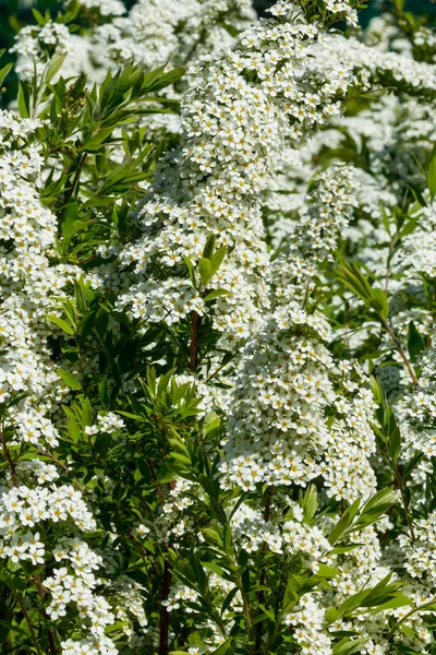 Çiçekli spirea çalısı. Bahar geldi. Spirea çiçeği.