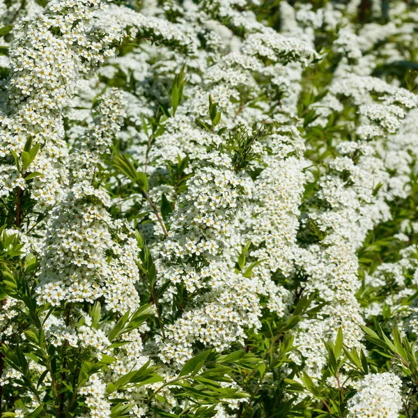 Kwitnący Krzak Spirea Wiosna Kwitnie Spirala — Zdjęcie stockowe